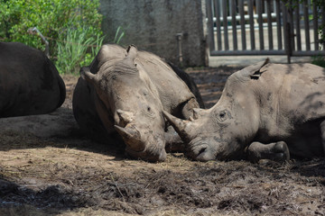 サイ・サファリ・絶滅・動物・巨大