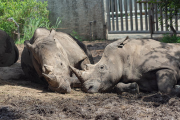 Obraz premium サイ・サファリ・絶滅・動物・巨大