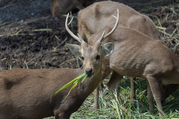 鹿・角・野生・動物・公園