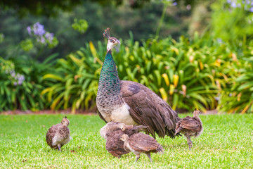 female peacock and baby