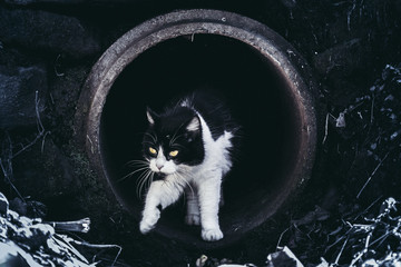 Cat in the sewer pipe