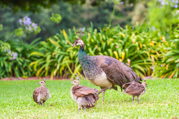 female peacock and baby