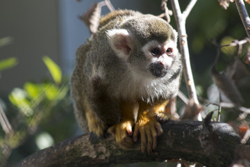 Squirrel monkey sitting and looking