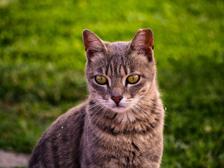 Cat with clipped ear