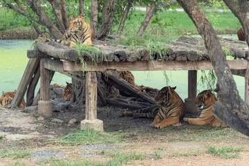 トラ・タイガー・家族・肉食・危険