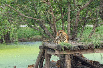 トラ・タイガー・家族・肉食・危険