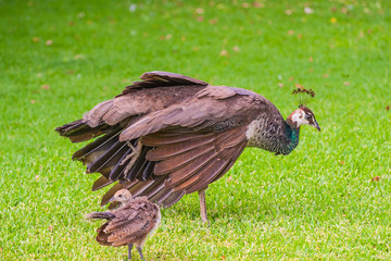 female peacock