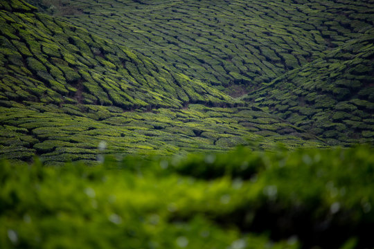 Plantacion de te en Cameron Highlands Malasia
