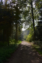 Fototapeta premium forest