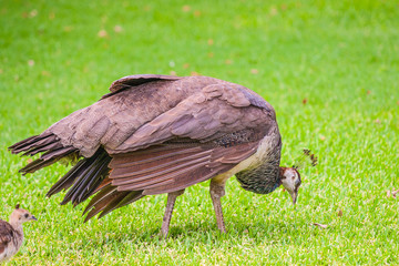 female peacock and baby