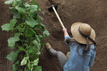 woman farmer working with hoe in vegetable garden, hoeing the soil near a cucumber plant, top view and copy space template - obrazy, fototapety, plakaty