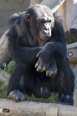 Chimpanzee sitting on a tree trunk
