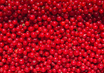 Fresh Red Currant. Background. Close-up. Top View.