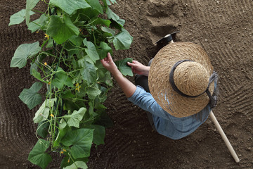 woman farmer working in vegetable garden, check the leaves of the cucumbers, top view and copy...