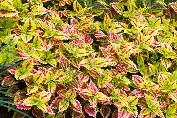 Bright Red Green Skullcaplike Coleus, Coleus Blumei, also named painted nettle background. They are cultivated as ornamental plants, which is popular as a garden plant for its bright colored foliage.