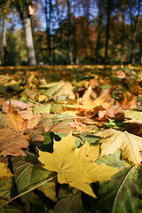 Carpet of colored maple leaves in Autumn