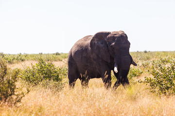 A lone male elephant walks through the dry bush, Kruger park, South Africa.