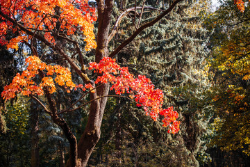 Beautiful autumn. Autumn background. Orange leaves in sunny background