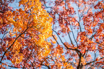 Naklejka na ściany i meble Beautiful autumn. Autumn background. Orange leaves in sunny background