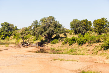 A mostly dry riverbed in the Kruger park, South Africa.
