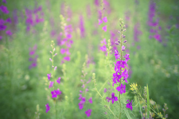 beautiful purple flowers in the spring forest on a sunny day