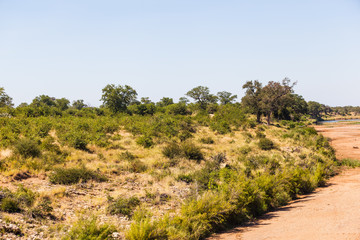 A mostly dry riverbed in the Kruger park, South Africa.