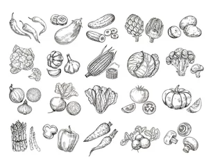 Fotobehang Sketch vegetables. Vintage hand drawn garden vegetable collection. Carrots broccoli potato salad mushroom farming vector set. Salad and carrot, sketch mushroom illustration © MicroOne