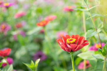 Field of Wildflowers