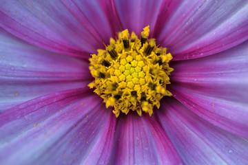 Obraz premium Blume in Blüte IV