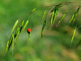 Ladybug