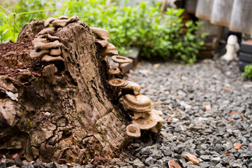 mushrooms 