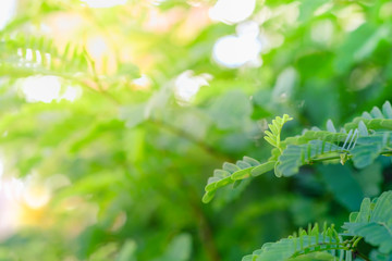 Closeup nature view of green leaf on blurred greenery background in garden using as background natural green plants landscape, ecology, fresh wallpaper concept.