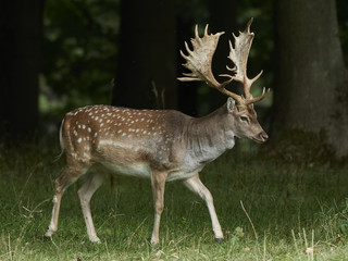 Fallow deer (Dama dama)