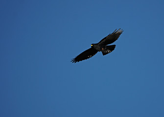 Pyrrhocorax graculus