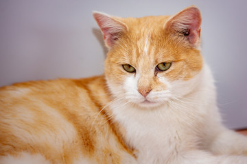 An european cat living in animal shelter in Belgium
