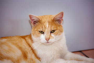 An european cat living in animal shelter in Belgium