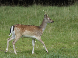 Fallow deer (Dama dama)