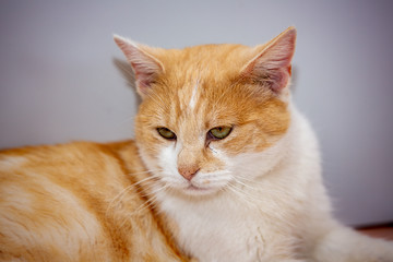 An european cat living in animal shelter in Belgium