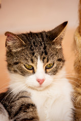 An european cat living in animal shelter in Belgium