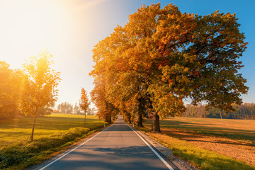 beautiful trees on alley in autumn