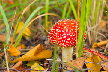 fly agaric in the forest