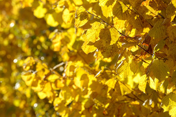 Beautiful colorful leaves in autumn forest. Red, orange, yellow, green and brown autumn leaves. Hazel foliage. Seasonal background