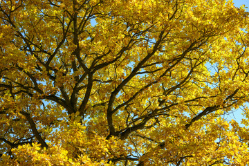 Beautiful colorful leaves in autumn forest. Red, orange, yellow, green and brown autumn leaves. Oak foliage. Seasonal background