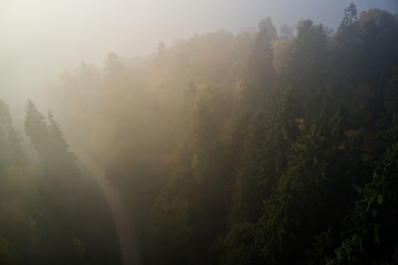 Thick fog above an ancient forest and a dirt road