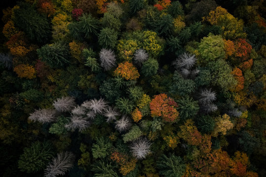 Forest background © mellsva