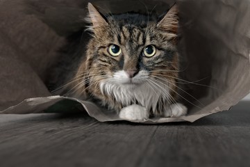 Portrait of a maine coon cat sitting in a paper bag and  looking angry straight in lens.