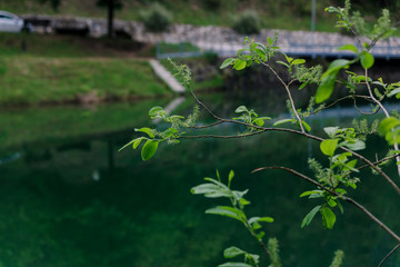 Obraz na płótnie Canvas Lago Smeraldo Zweig vor Berghintergrund Tovelsee Naturpark Impressionen Italien Lago di Tovel