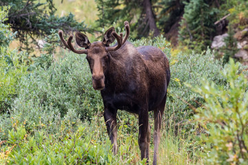 Naklejka na ściany i meble Moose in Gunnison National Forest near Crested Butte, Colorado