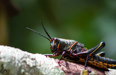 Grasshopper