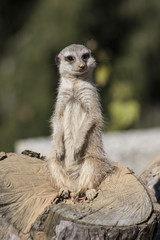 Meerkat keeps watch